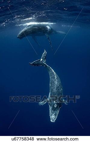 Humpback whale (Megaptera novaeangliae) and calf in the waters of Tonga View Large Photo Image Stock Photo - Humpback whale (Megaptera novaeangliae) and calf in the waters of Tonga. Fotosearch