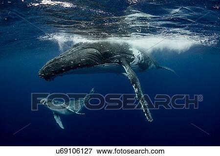Humpback whale (Megaptera novaeangliae) and calf in the waters of Tonga View Large Photo Image Stock Photo - Humpback whale (Megaptera novaeangliae) and calf in the waters of Tonga. Fotosearch