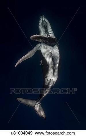 Stock Photo - Humpback whale (Megaptera novaeangliae) in the waters of Tonga. Fotosearch