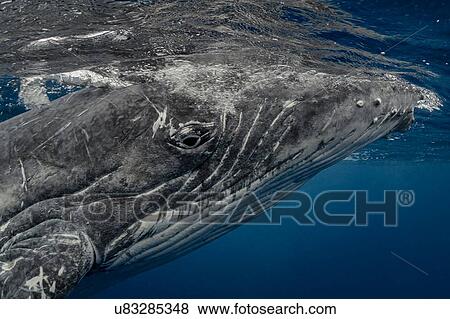 Stock Photo - Humpback whale (Megaptera novaeangliae) in the waters of Tonga. Fotosearch