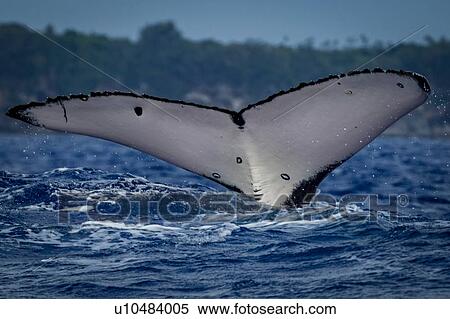 Humpback whale (Megaptera novaeangliae) in the waters of Tonga View Large Photo Image Stock Photography - Humpback whale (Megaptera novaeangliae) in the waters of Tonga. Fotosearch