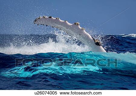 Stock Photography - Humpback whale (Megaptera novaeangliae) in the waters of Tonga. Fotosearch