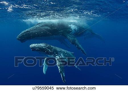 Humpback whale (Megaptera novaeangliae) and calf in the waters of Tonga View Large Photo Image Stock Photography - Humpback whale (Megaptera novaeangliae) and calf in the waters of Tonga. Fotosearch