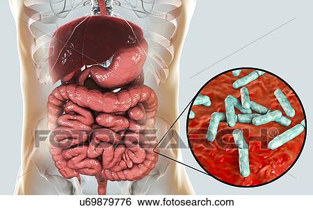 Illustration of Bifidobacterium bacteria in the human intestine. This Gram-positive anaerobic bacteria is the main component of the human large intestine microbiome. It has a unique hexose (sugar) metabolism, called the bifid shunt, which can be used... View Large Photo Image Stock Photograph - Illustration of Bifidobacterium bacteria in the human intestine. This Gram-positive anaerobic bacteria is the main component of the human large intestine microbiome. It has a unique hexose (sugar) metabolism, called the bifid shunt, which can be used.... Fotosearch