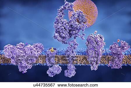 Stock Photo - Illustration of five transmembrane proteins. Left to right are: a potassium channel, a delta opioid receptor with bound endorphin molecule, an LDL (low-density lipoprotein) receptor with bound LDL particle, an acetylcholine receptor with acetylcholine.... Fotosearch