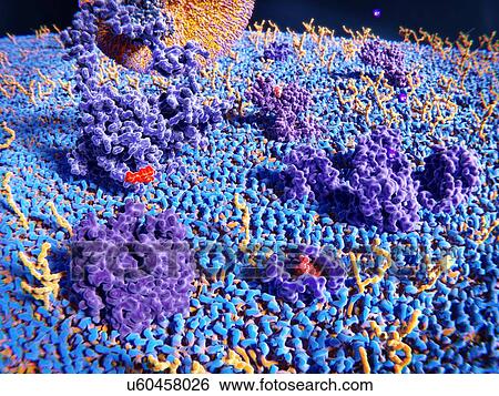 Stock Photograph - Illustration of the outer surface of a cell membrane. Transmembrane proteins (purple) and glycolipids (yellow) protrude from the membrane's surface. At upper left is an LDL (low-density lipoprotein) receptor bound to an LDL particle (large, orange and.... Fotosearch
