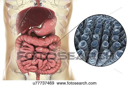 Stock Photo - Intestinal villi, computer illustration.. Fotosearch