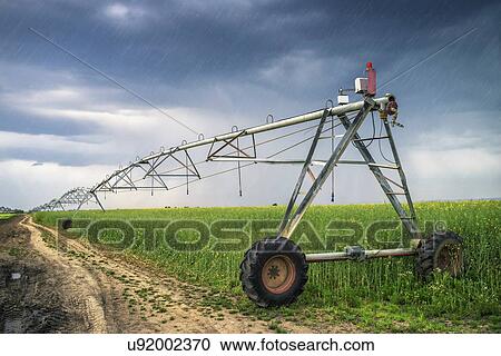 Stock Image - Irrigation in rapeseed field on cloudy day.. Fotosearch
