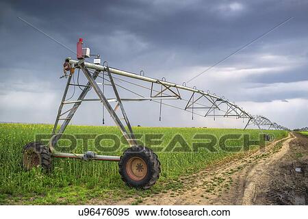 Stock Photography - Irrigation in rapeseed field on cloudy day.. Fotosearch