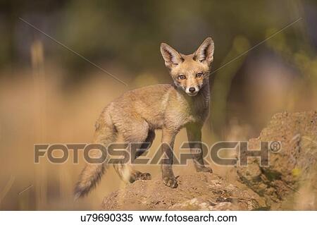 Juvenile red fox (Vulpes vulpes). The red fox is the largest of the true foxes, as well as being the most geographically spread member of the Carnivora, being distributed across the entire northern hemisphere from the Arctic Circle to North Africa,... View Large Photo Image Stock Photography - Juvenile red fox (Vulpes vulpes). The red fox is the largest of the true foxes, as well as being the most geographically spread member of the Carnivora, being distributed across the entire northern hemisphere from the Arctic Circle to North Africa,.... Fotosearch