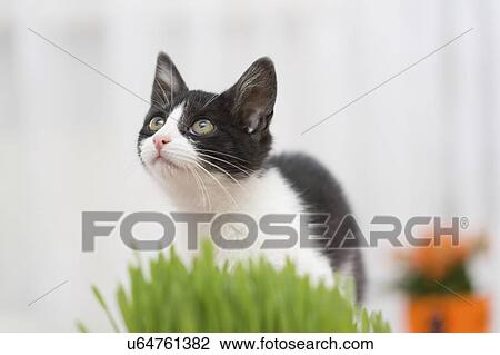 Kitten. View Large Photo Image Stock Image - Kitten.. Fotosearch