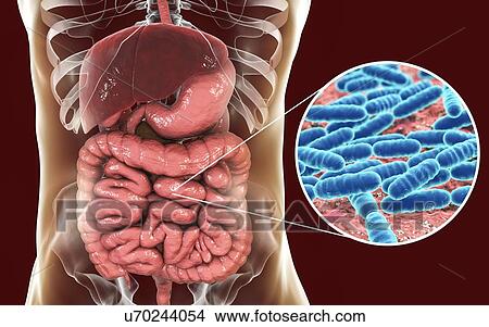 Lactobacillus bacteria, computer illustration. This is the main component of the human small intestine microbiome. View Large Photo Image Picture - Lactobacillus bacteria, computer illustration. This is the main component of the human small intestine microbiome.. Fotosearch
