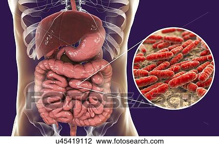 Stock Image - Lactobacillus bacteria, computer illustration. This is the main component of the human small intestine microbiome.. Fotosearch