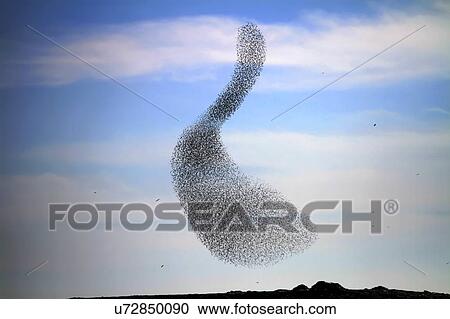 Large common starling (Sturnus vulgaris) murmuration in the evening before roosting. Photographed near Yeruham, Negev, Israel. View Large Photo Image Stock Image - Large common starling (Sturnus vulgaris) murmuration in the evening before roosting. Photographed near Yeruham, Negev, Israel.. Fotosearch