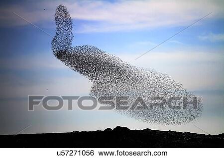 Large common starling (Sturnus vulgaris) murmuration in the evening before roosting. Photographed near Yeruham, Negev, Israel. View Large Photo Image Stock Photograph - Large common starling (Sturnus vulgaris) murmuration in the evening before roosting. Photographed near Yeruham, Negev, Israel.. Fotosearch