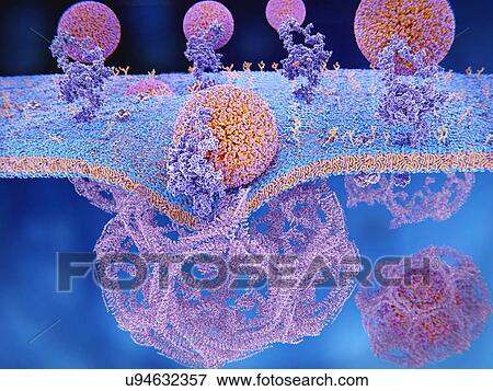 Stock Photo - LDL receptors on cell membrane, illustration. The binding of LDL (low-density lipoprotein) droplets (spherical lipid particles) to the LDL receptors (purple) results in the endocytosis of this biochemical molecule through the cell membrane into.... Fotosearch
