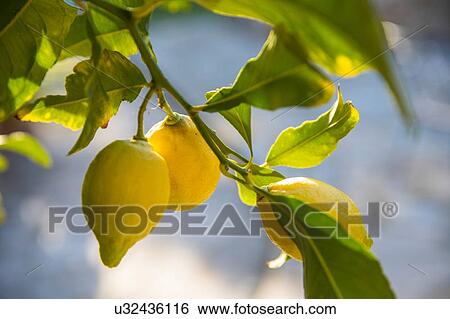 Lemons growing on tree View Large Photo Image Stock Photograph - Lemons growing on tree. Fotosearch