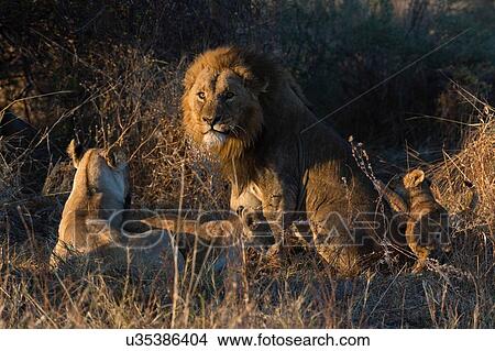 Lion family (Panthera leo), with cubs, Okavango Delta, Botswana View Large Photo Image Picture - Lion family (Panthera leo), with cubs, Okavango Delta, Botswana. Fotosearch