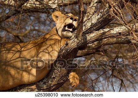 Lion, Lioness, Panthera leo, Tarangire National Park, Tanzania View Large Photo Image Stock Image - Lion, Lioness, Panthera leo, Tarangire National Park, Tanzania. Fotosearch
