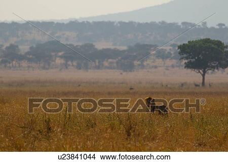 Picture - Lion, Male lion, Panthera leo, Tarangire National Park, Tanzania. Fotosearch