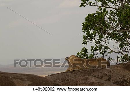 Stock Image - Lion, Panthera leo, Serengeti National Park, Tanzania. Fotosearch