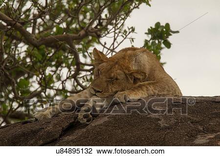 Stock Image - Lion, Panthera leo, Serengeti National Park, Tanzania. Fotosearch