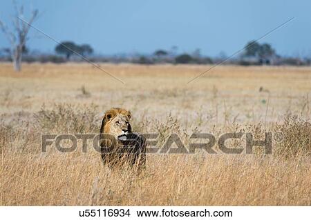 Picture - Lion (Panthera leo) standing in grassland, Savuti, Chobe National Park, Botswana. Fotosearch