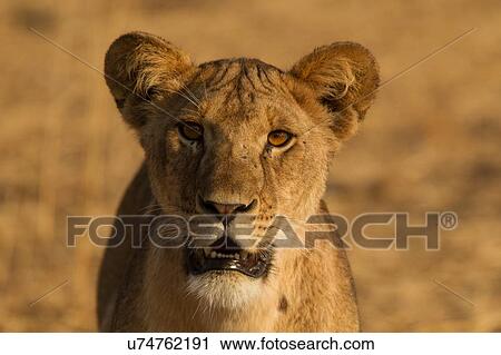 Stock Image - Lion, Panthera leo, Tarangire National Park, Tanzania. Fotosearch