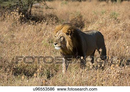 Stock Photograph - Lion (Panthera leo) walking in grassland, Savuti, Chobe National Park, Botswana. Fotosearch