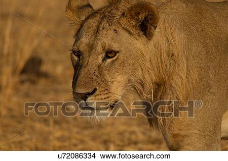 Picture - Lion, Panthera leo, young male lion, Tarangire National Park, Tanzania. Fotosearch