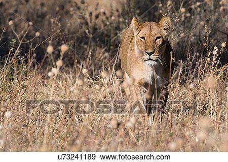 Lioness (Panthera leo) in grassland, Savuti, Chobe National Park, Botswana View Large Photo Image Stock Photo - Lioness (Panthera leo) in grassland, Savuti, Chobe National Park, Botswana. Fotosearch