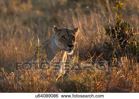 Stock Photograph - Lioness (Panthera leo) resting in grassland, Khwai Conservation Area, Okavango Delta, Botswana. Fotosearch