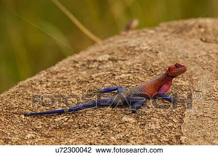 Stock Image - Lizard, Rock Agama, Agama mwanzae, Serengeti National Park, Tanzania. Fotosearch