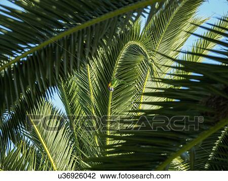 Stock Image - Llorikeet (Trichoglossus moluccanus) perching on palm tree. Fotosearch