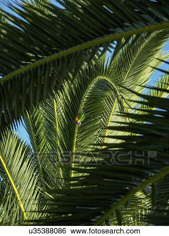 Llorikeet (Trichoglossus moluccanus) perching on palm tree View Large Photo Image Stock Photograph - Llorikeet (Trichoglossus moluccanus) perching on palm tree. Fotosearch