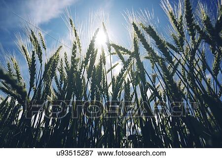 Low angle view of wheat field against sun. View Large Photo Image Stock Photo - Low angle view of wheat field against sun.. Fotosearch