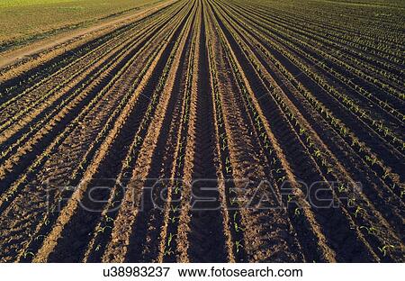 Stock Photo - Maize field in perspective.. Fotosearch