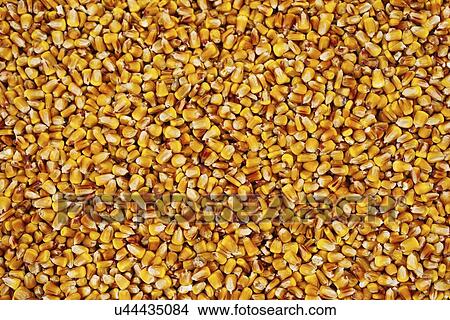 Maize grains. View Large Photo Image Picture - Maize grains.. Fotosearch