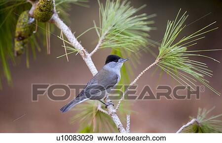 Male blackcap (Sylvia atricapilla) perched on a pine tree branch. Photographed in Israel in October. View Large Photo Image Stock Photo - Male blackcap (Sylvia atricapilla) perched on a pine tree branch. Photographed in Israel in October.. Fotosearch