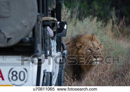 Male lion (Panthera leo) in front of safari vehicle, Okavango Delta, Botswana View Large Photo Image Stock Photography - Male lion (Panthera leo) in front of safari vehicle, Okavango Delta, Botswana. Fotosearch
