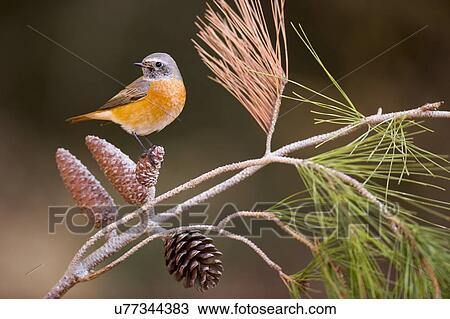 Stock Image - Male redstart (Phoenicurus phoenicurus) perched on a pine tree branch. This bird is considered to be an Old World flycatcher and is found throughout Europe in summer. It migrates to north Africa in winter and feeds predominantly on winged insects..... Fotosearch