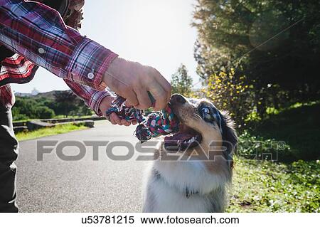 Stock Photography - Man and dog playing with rope in park, cropped. Fotosearch