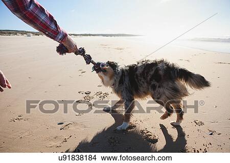 Picture - Man and dog playing with rope on beach, cropped. Fotosearch