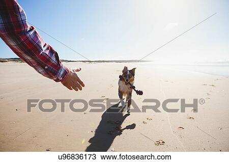 Stock Image - Man and dog playing with rope on beach, cropped. Fotosearch