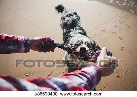 Stock Photo - Man and dog playing with rope on beach, personal perspective. Fotosearch