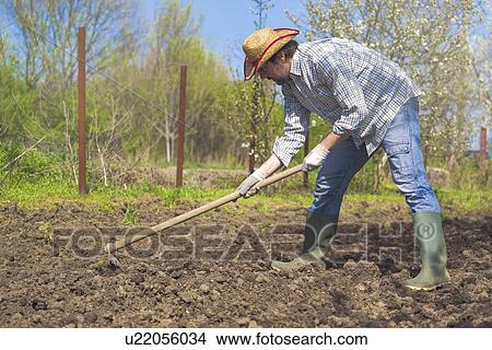 Picture - Man hoeing vegetable garden.. Fotosearch