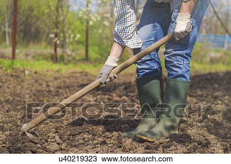 Stock Image - Man hoeing vegetable garden.. Fotosearch