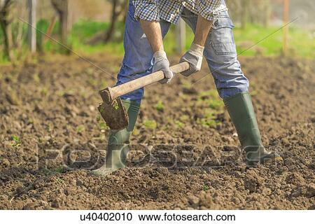Man hoeing vegetable garden. View Large Photo Image Stock Image - Man hoeing vegetable garden.. Fotosearch