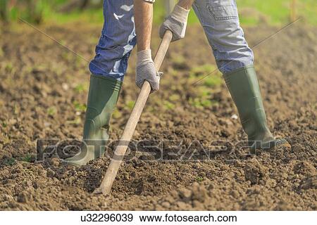 Man hoeing vegetable garden. View Large Photo Image Stock Photo - Man hoeing vegetable garden.. Fotosearch
