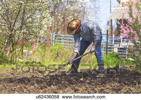 Stock Photo - Man hoeing vegetable garden.. Fotosearch